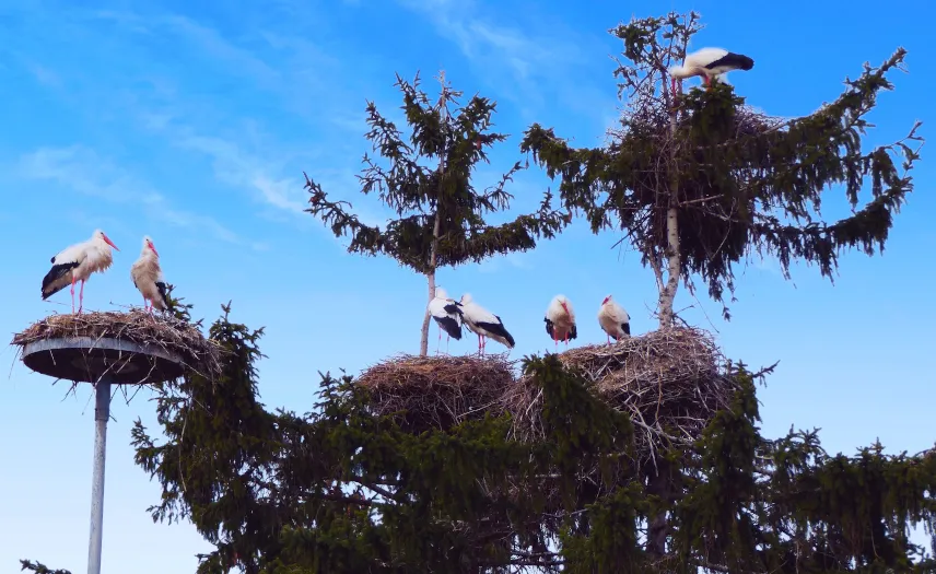 Picture of storks in Biebesheim, Hesse