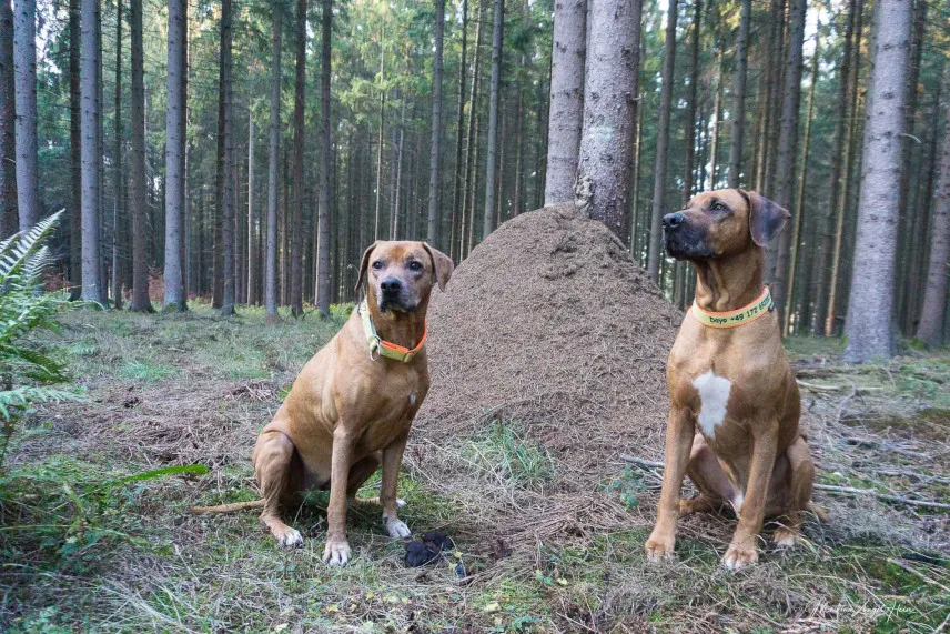 Picture of two dogs in the Westerwald