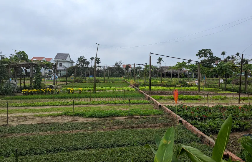 Picture of Tra Que Vegetable Village