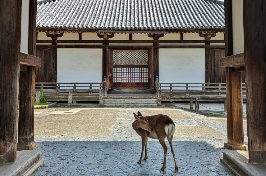 Picture of Deer at a shrine in Nara