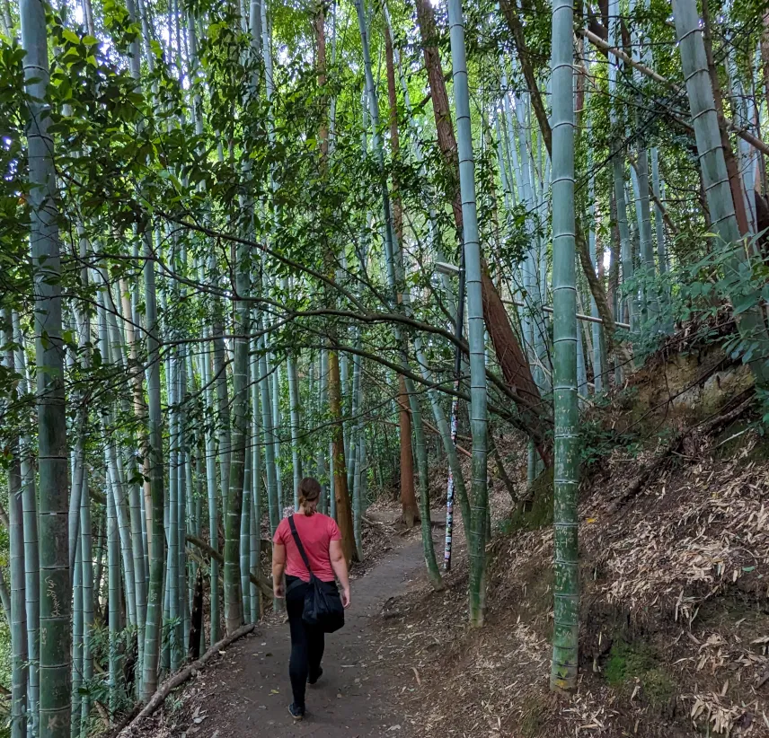 Picture of Bamboo forest at Fushimi Inari Shrine