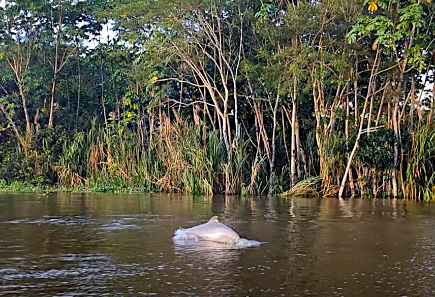 Picture of River dolphin