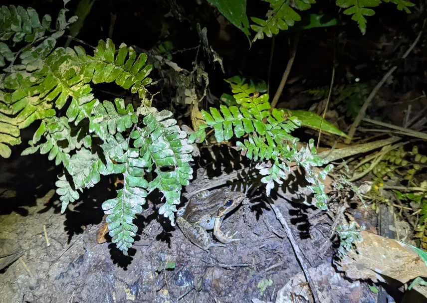 Picture of Amazon rainforest frog
