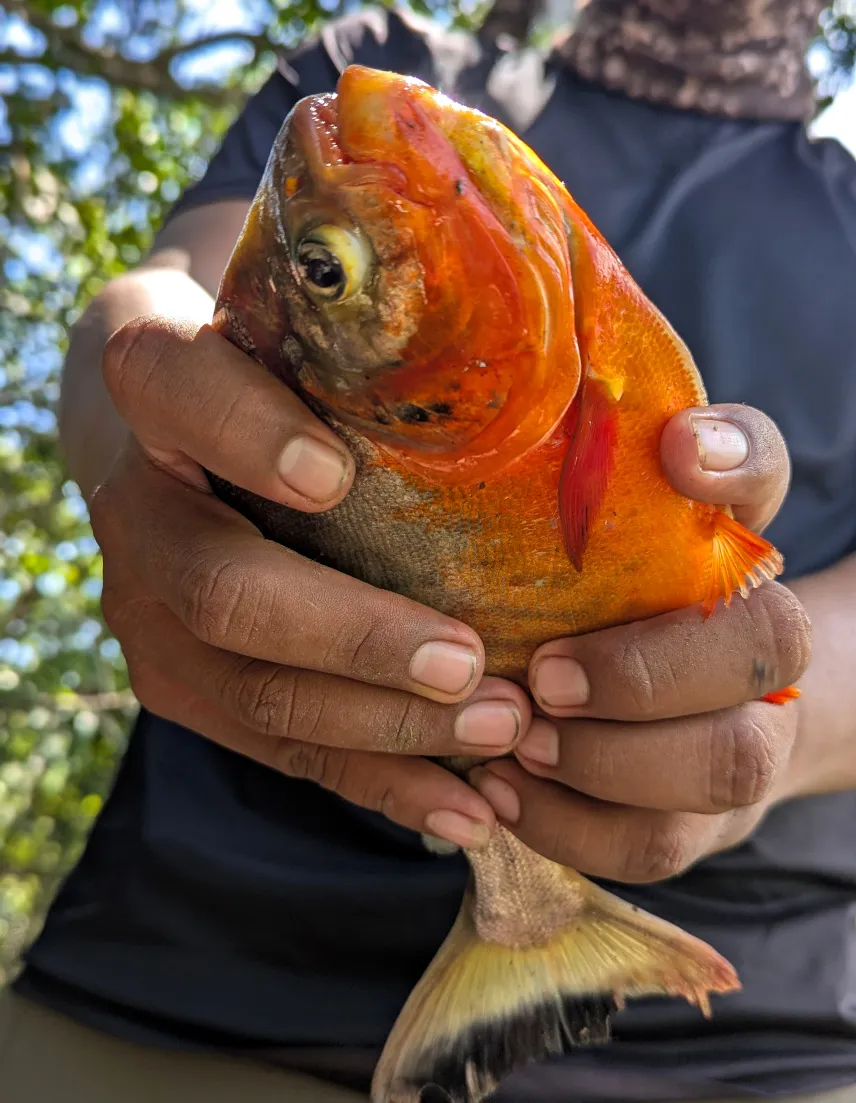 Picture of The piranha I caught