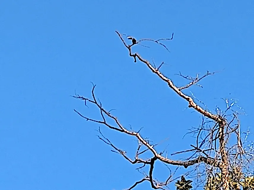 Picture of Very blurry tucan