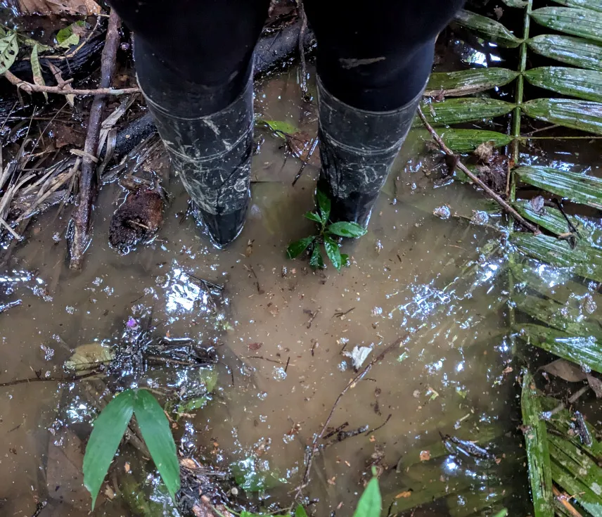 Picture of Walking the Amazing jungle during the rainy season