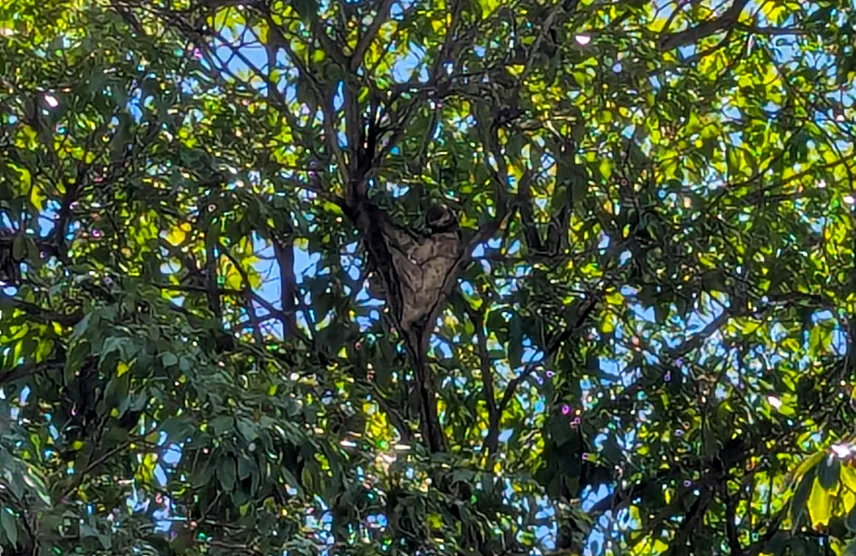 Picture of Sloth in Centenario Park in Cartagena