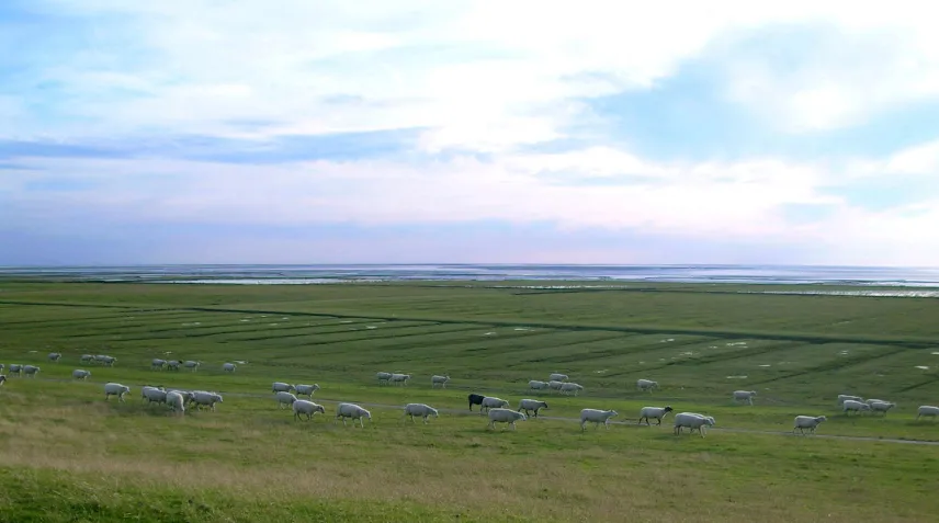 Picture of sheep on a dike