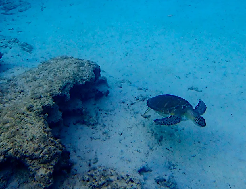 Picture of Turtle in Ayia Napa