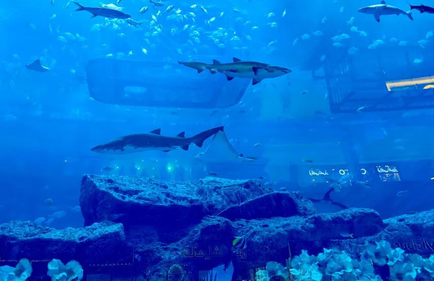Picture of Dubai Mall Aquarium