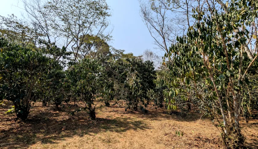 Picture of Coffee and Tea Plantation