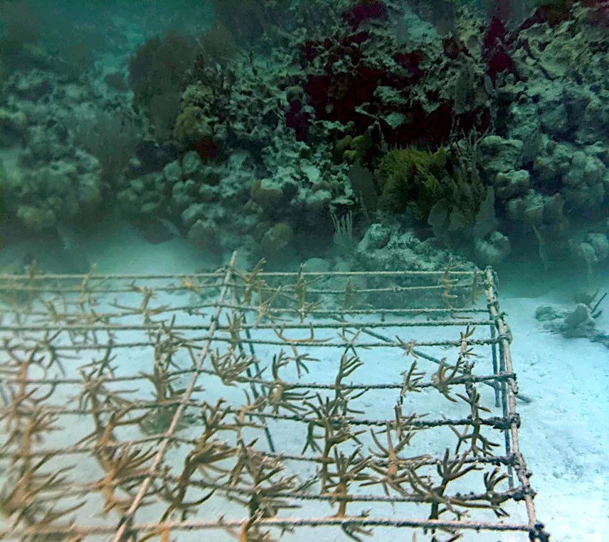 Picture of Coral nursery at Coral Gardens