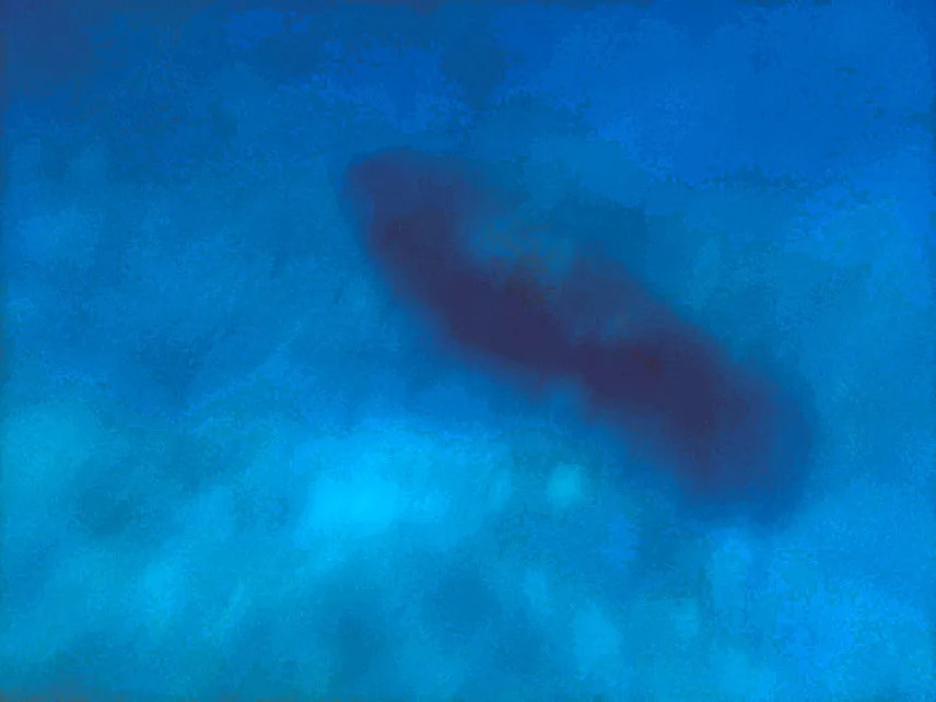 Picture of Manatee at Caye Caulker Marine Reserve