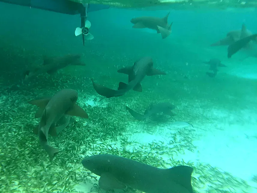Picture of Nurse sharks at Shark Ray Alley