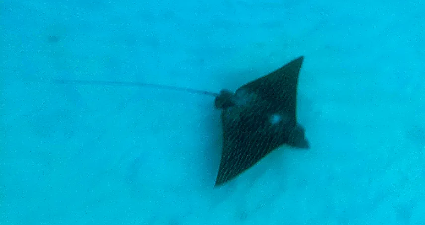 Picture of Spotted eagle ray on Caye Caulker