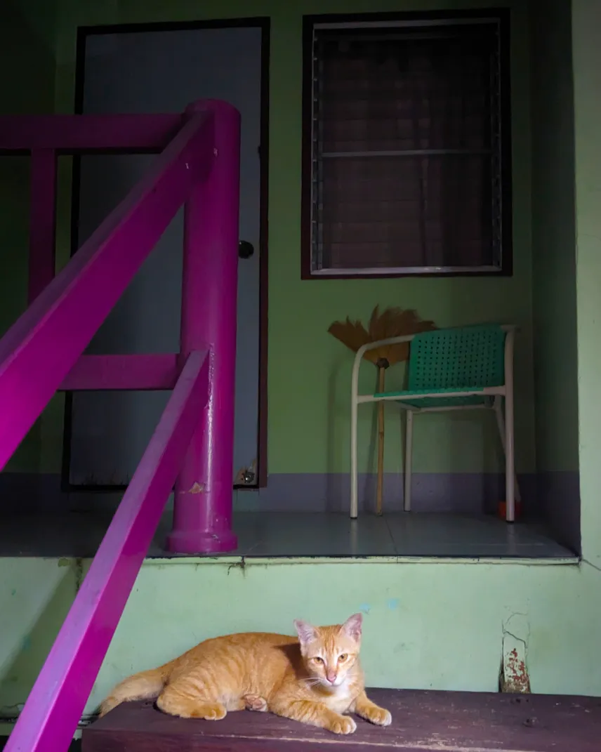 Picture of Furry friend at Baan Bua Guest House