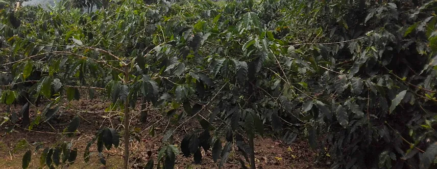 Picture of Boquete Panama coffee plant