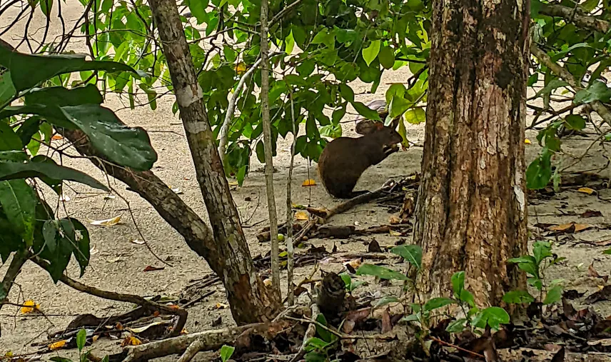 Picture of Corcovado National Park animals