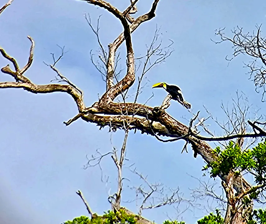 Picture of Birdwatching at Corcovado National Park