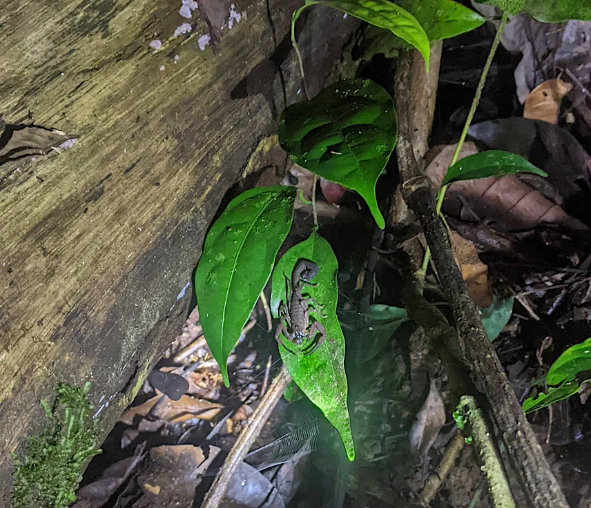 Picture of Scorpion on a night hike in Corcovado Park