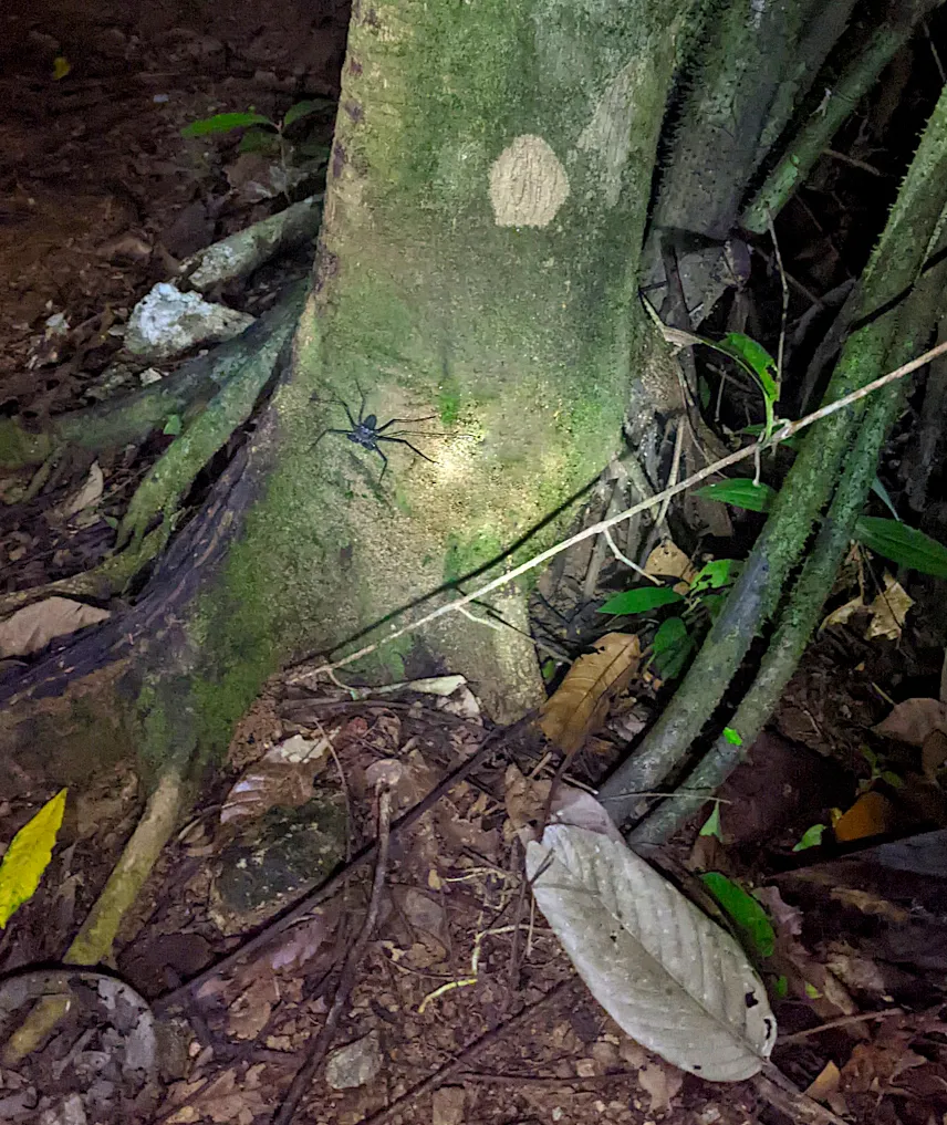 Picture of Spider on a night hike in Corcovado Park Costa Rica