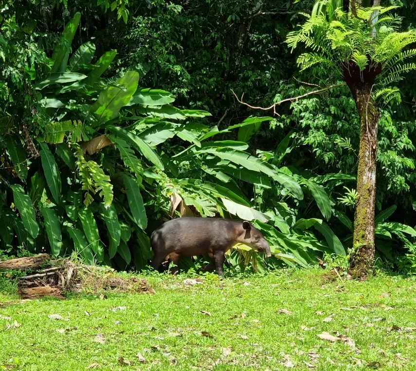 Picture of Tapir on Corcovado National Park hike