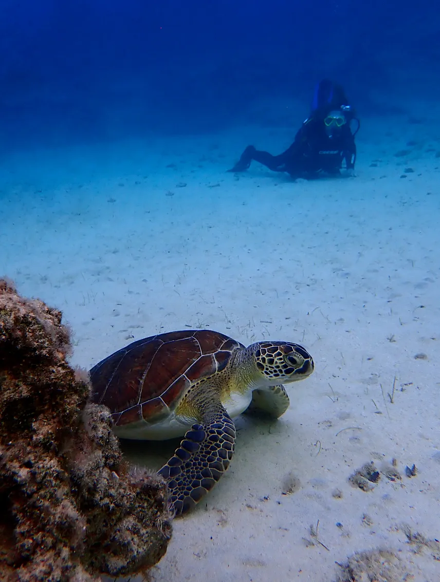 Picture of Scuba Diving Cyprus (that’s really me with the turtle!)