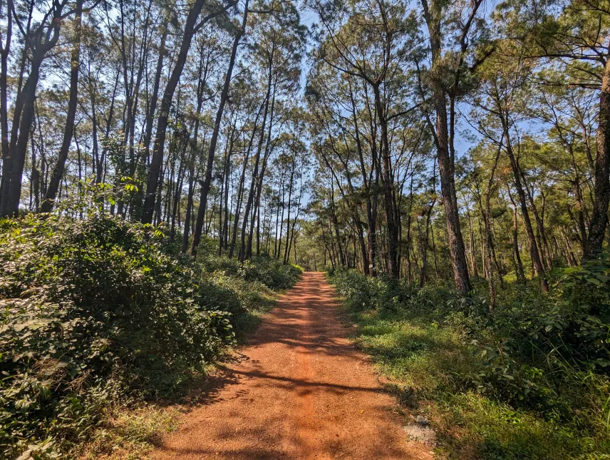 picture of Cycling through a forest in Hue