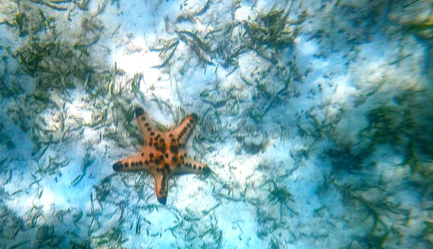 Picture of Starfish while snorkelling