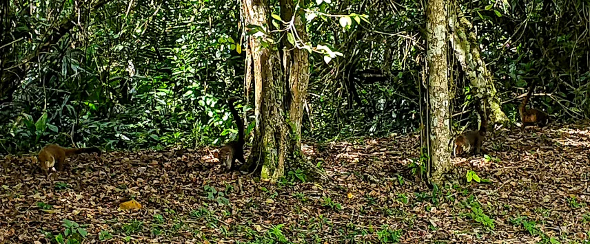 Picture of Tikal wildlife