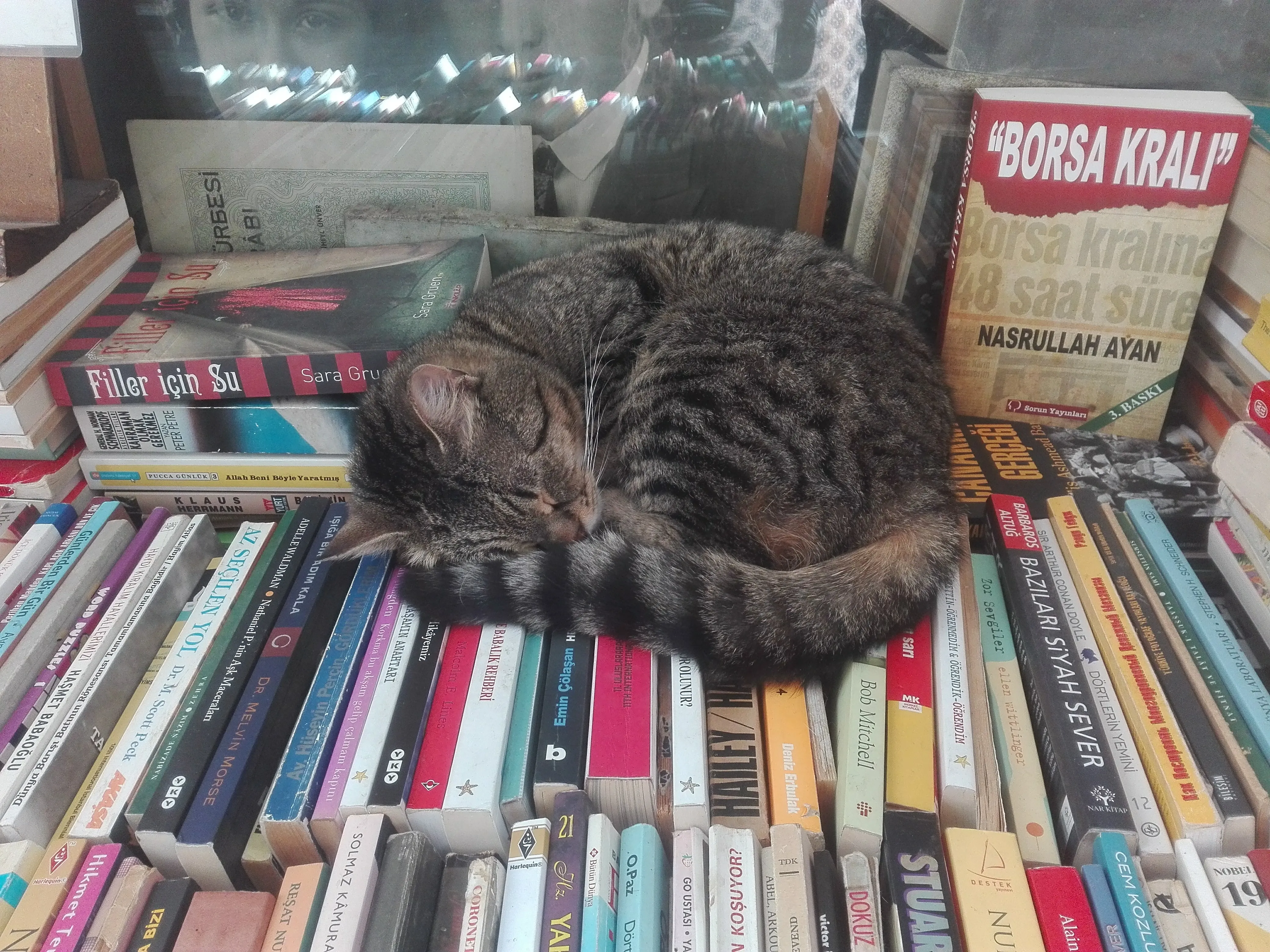 Picture of a cat sleeping on books