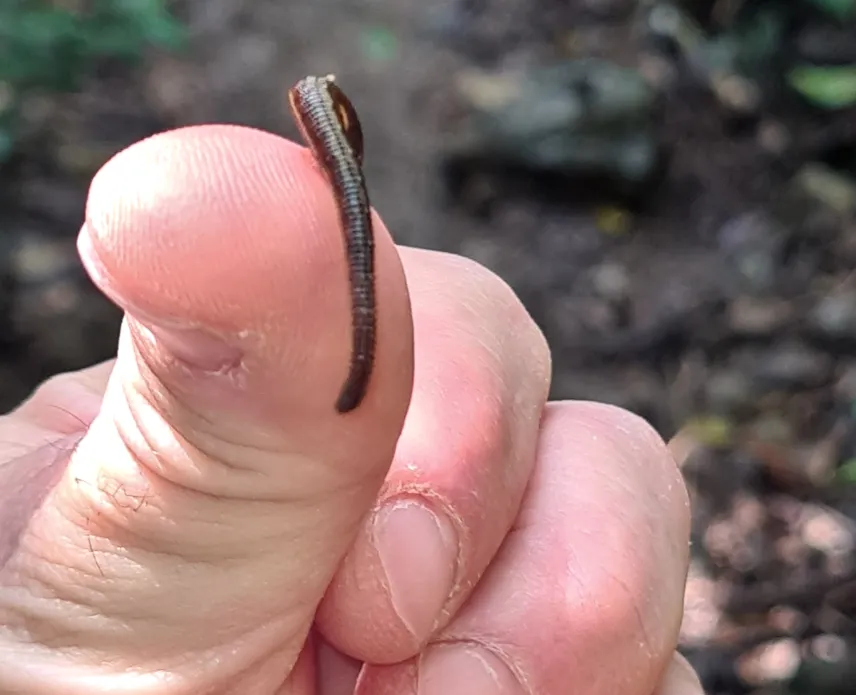 Picture of Leech on Hang Pygmy trek