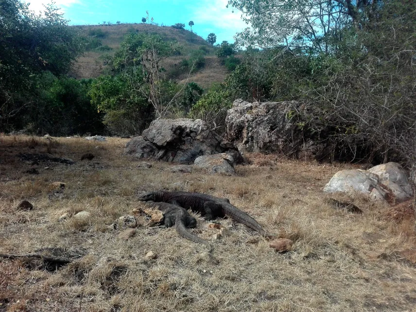 Picture of two Komodo Dragons mating