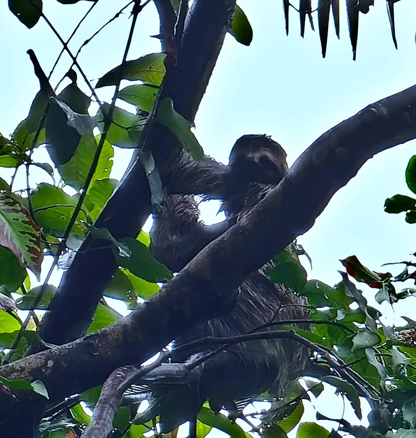 Picture of Sloth in Manuel Antonio National Park