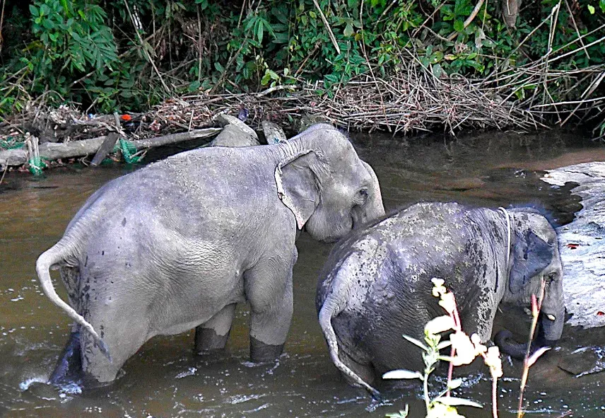 Picture of Elephant sanctuary