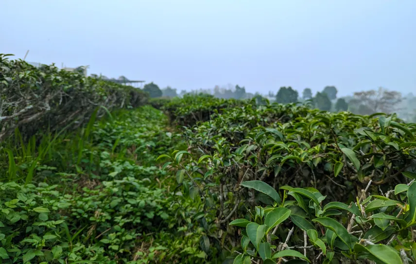 Picture of Chiang Rai Tea Plantation