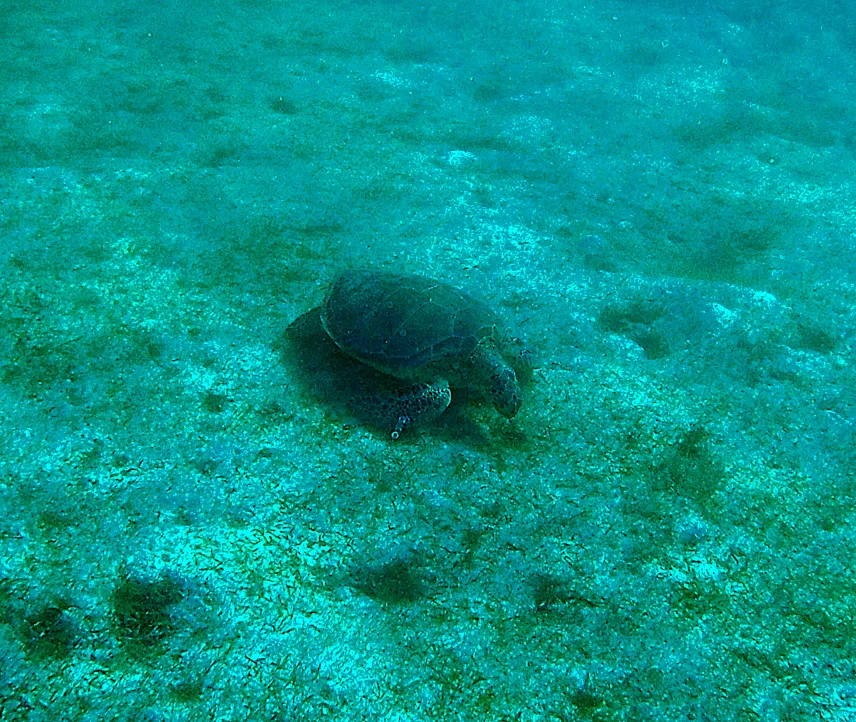 Picture of Akumal turtle
