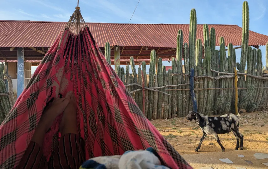 Picture of A goat visiting our hammock