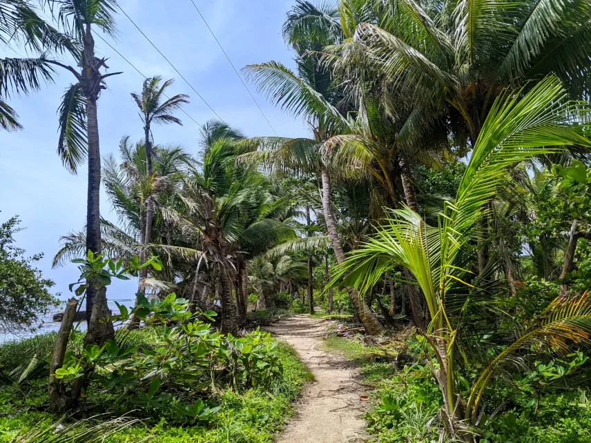 Picture of Trail on Little Corn Island