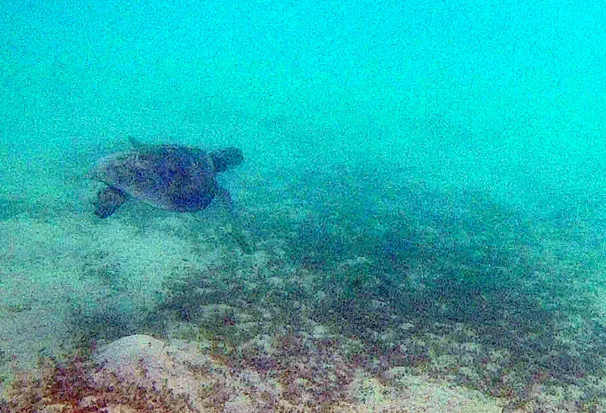 Picture of We found a turtle while snorkelling in Komodo National Park