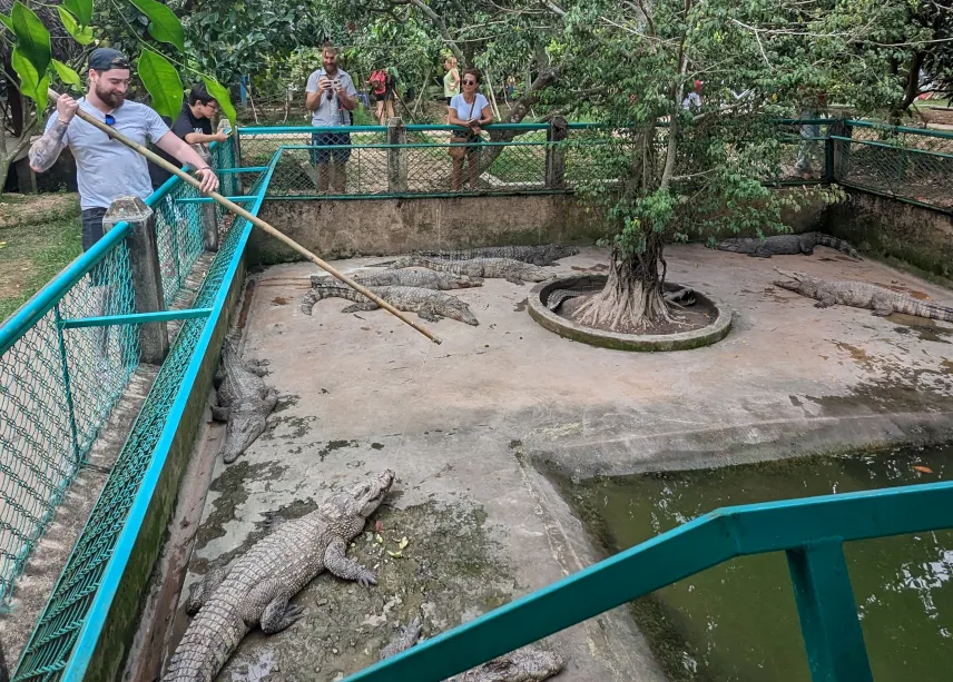 Picture of Feeding crocodiles in the Mekong Delta