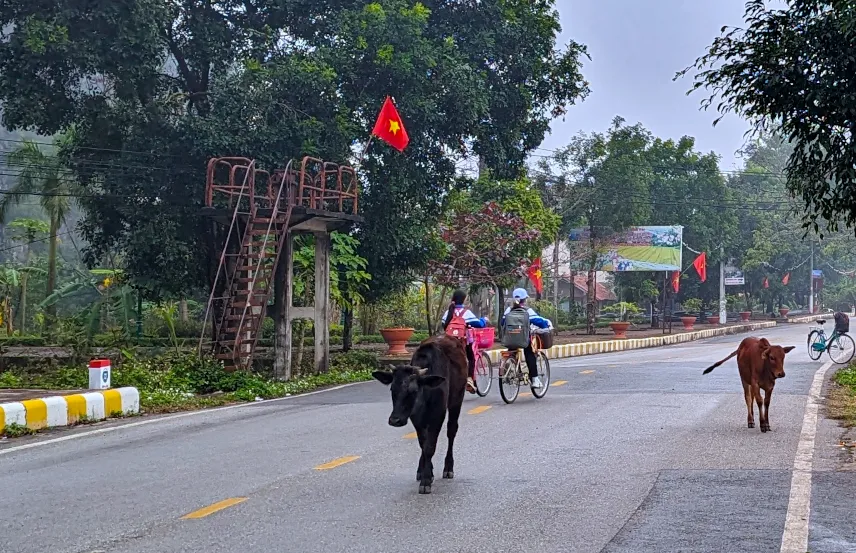 Picture of Cycling around Ninh Binh