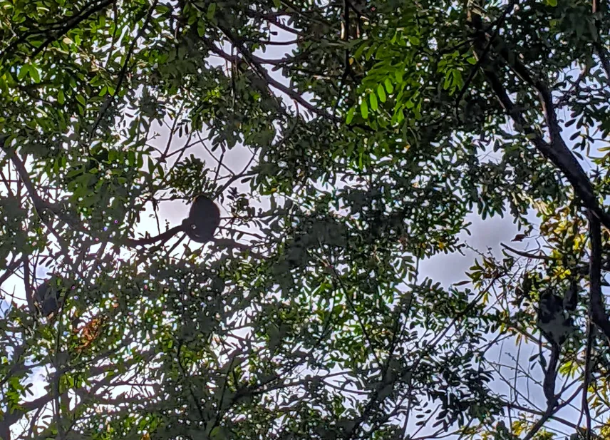 Picture of Monkeys at Charco Verde Nature Reserve