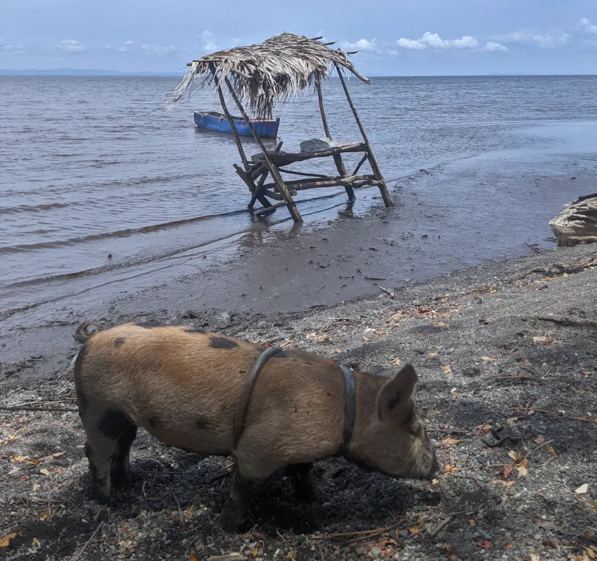 Picture of Not quite Pig Beach in the Bahamas but still…