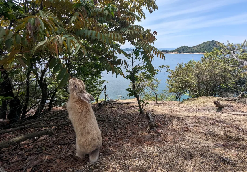 Picture of Bunny Island, Japan