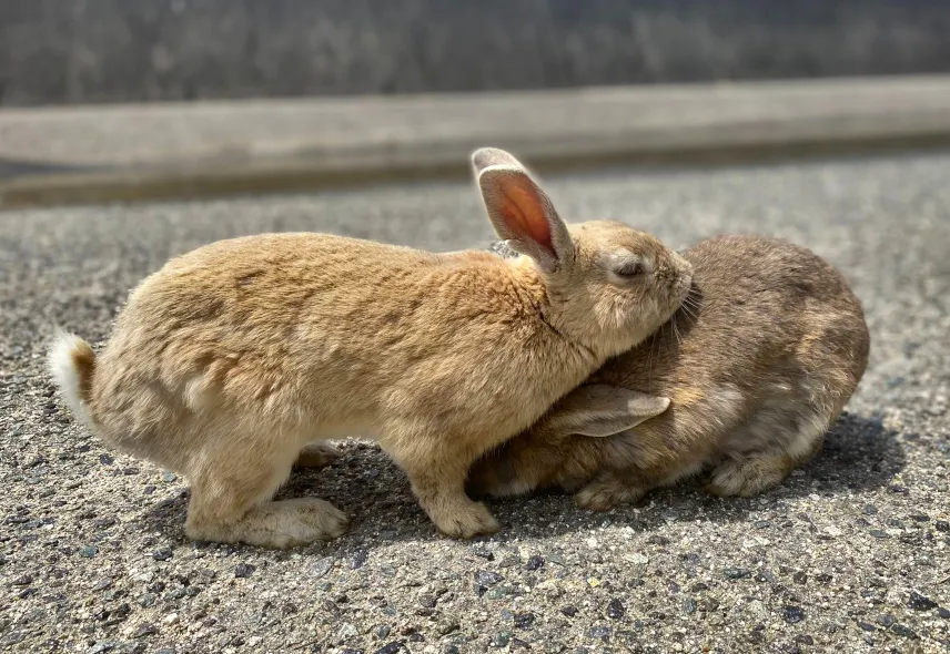 Picture of More cute bunnies on Rabbit Island