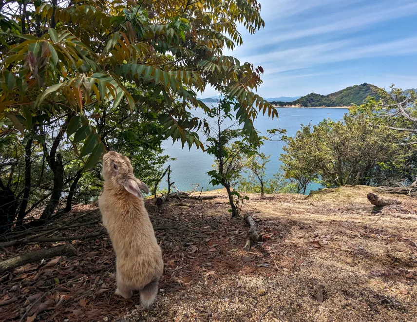 Picture of Cute bunny on Rabbit Island