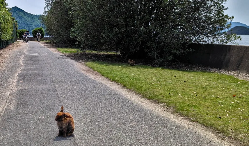 Picture of Bunny on a cycle path on Bunny Island