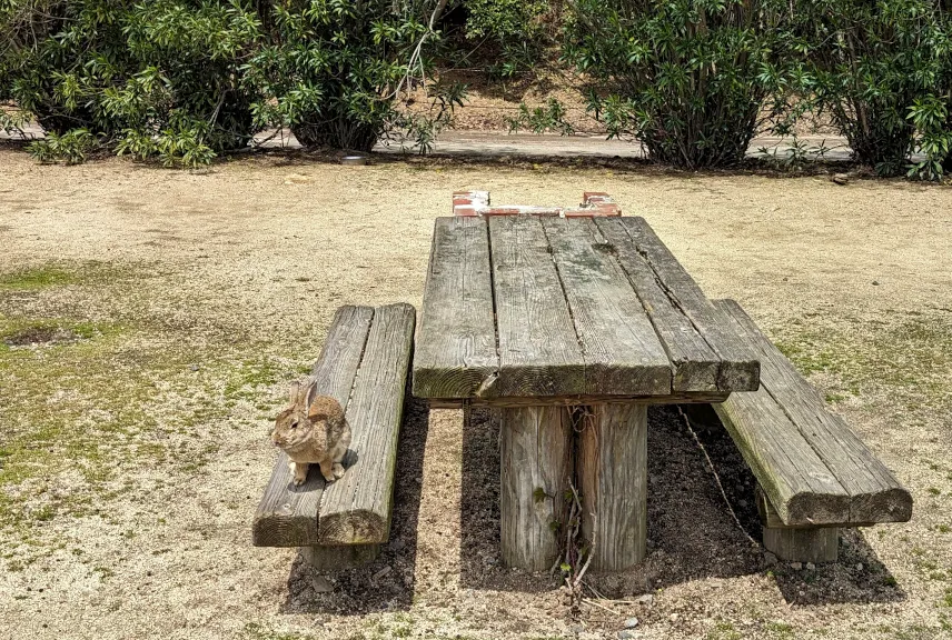 Picture of Picnic table on Rabbit Island