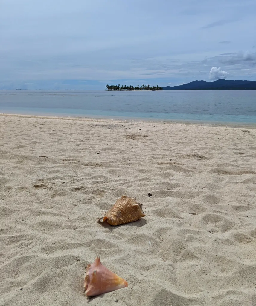 Picture of Shells on San Blas beach